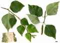 SpeciesSub: subsp. szechuanica